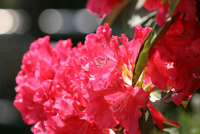 石楠花