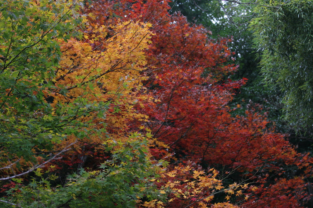 養父神社の紅葉