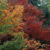 養父神社の紅葉