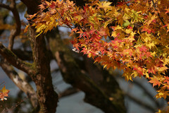 養父神社の紅葉