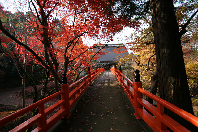 養父神社の紅葉