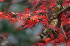 養父神社の紅葉