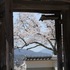 山門の桜