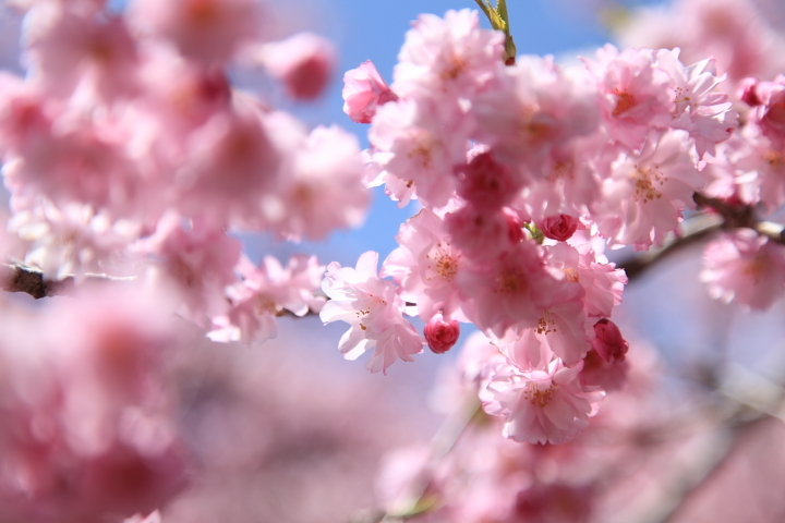 桜日和