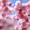 桜日和