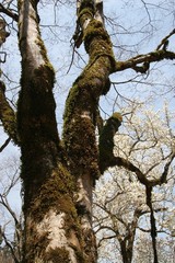 苔むした木