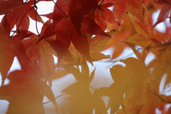 養父神社の紅葉