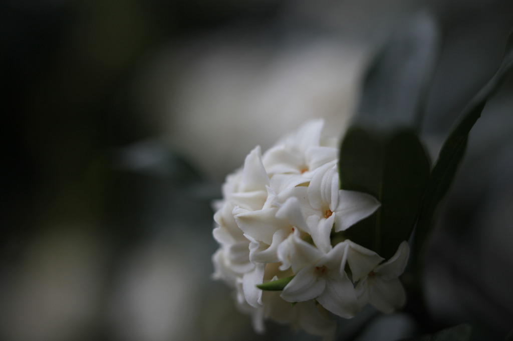白い沈丁花