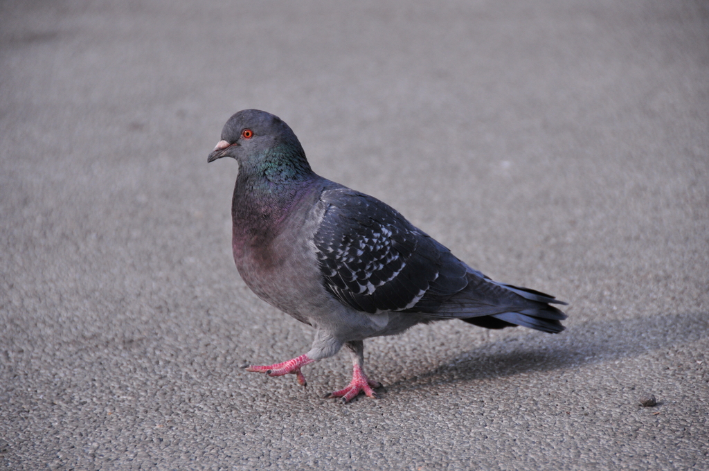 鳩