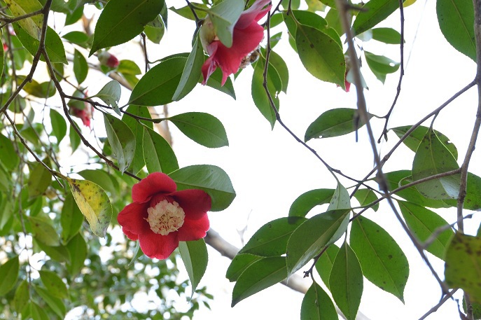 白芯ト伴