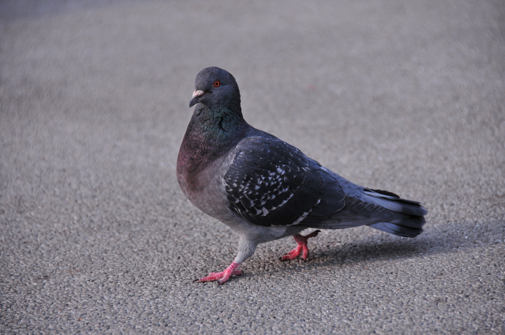 鳩