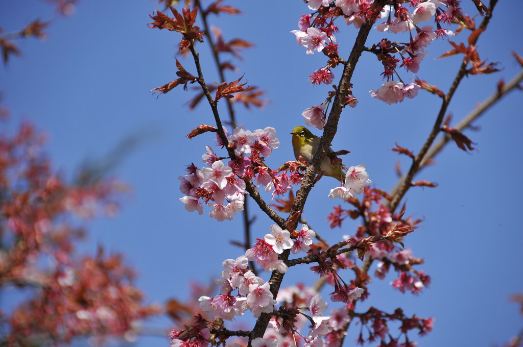 寒桜