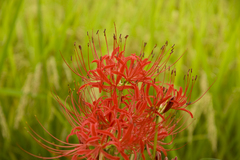畦の華