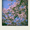 DSC03680-pola