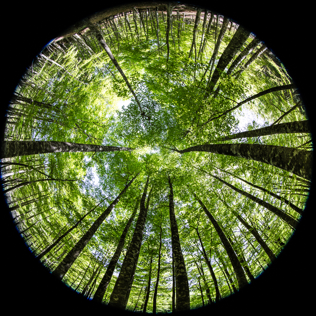 Green Earth