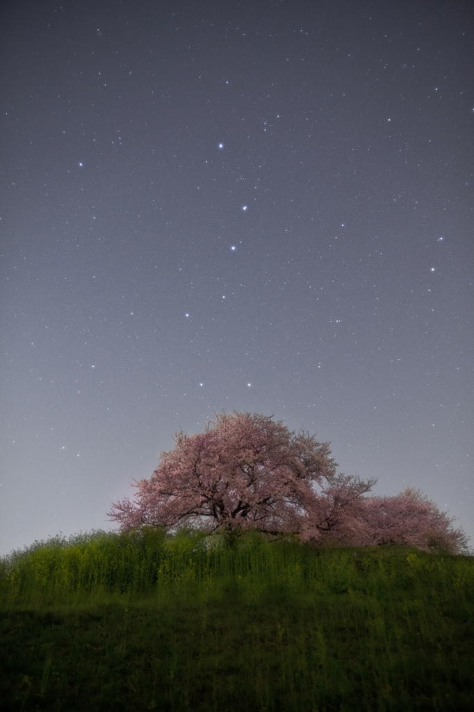 七星桜