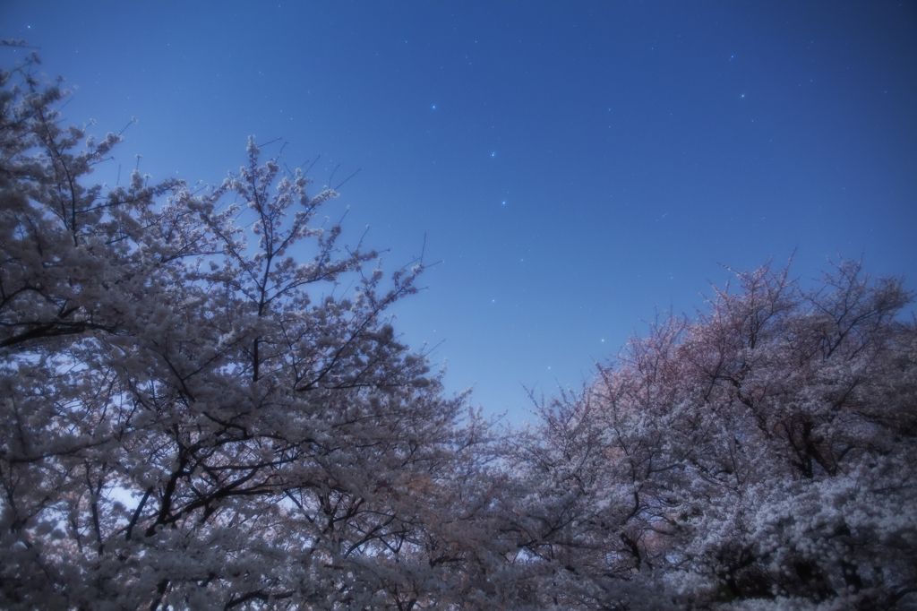 北斗桜