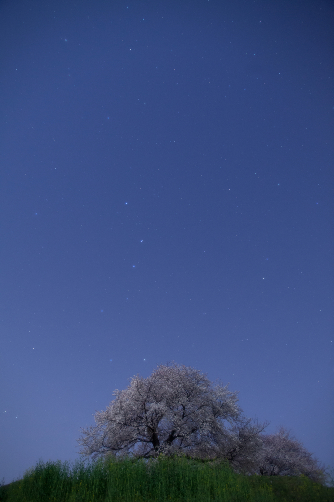 七星桜　2012