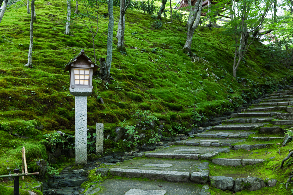苔生す庭で