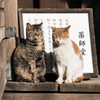 日々是好日