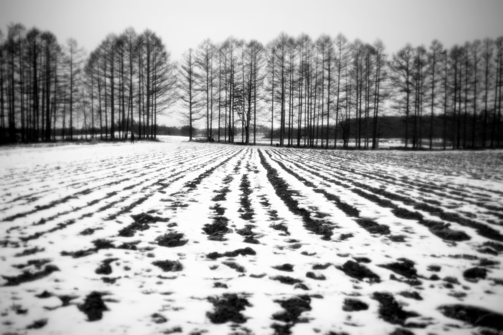 Snow Stripe