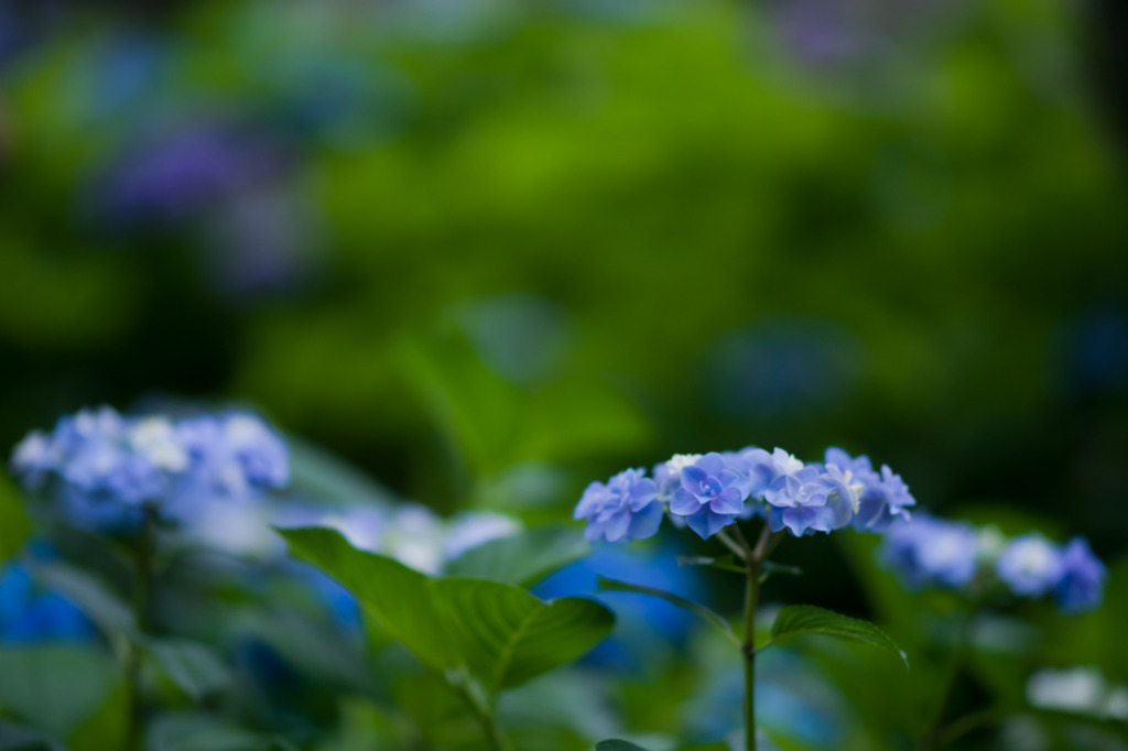 蒼に溺れる
