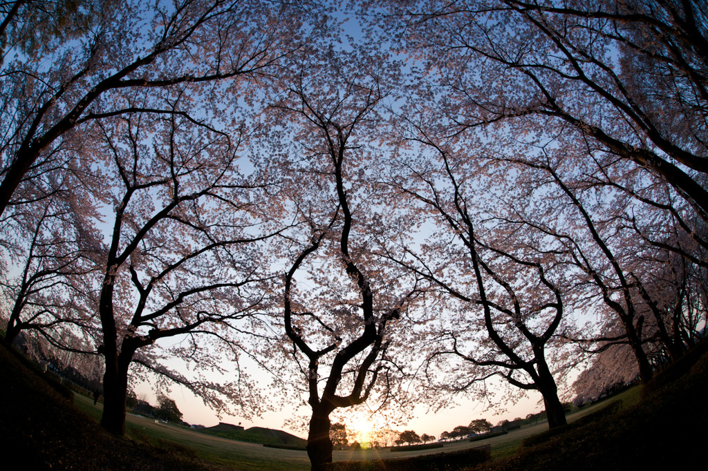 The Sakura Sky Ⅱ