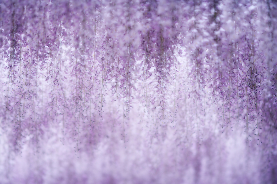 wisteria shower 