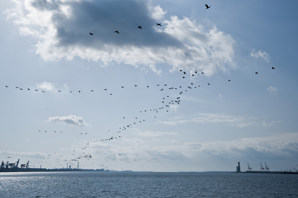 bird of passage