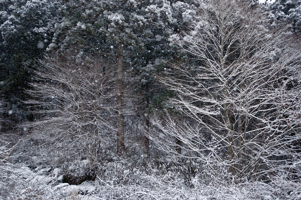 frozen forest