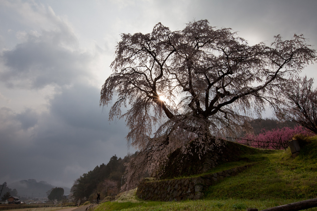 又兵衛桜