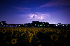 Thunder Flower