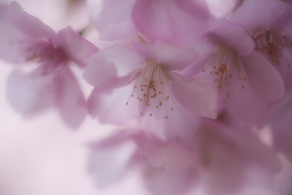 桜色の夢
