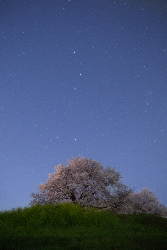 七星桜2014