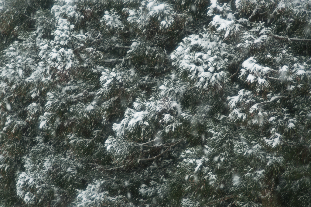 Snow Scene