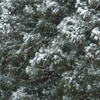 Snow Scene