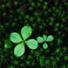 green charm