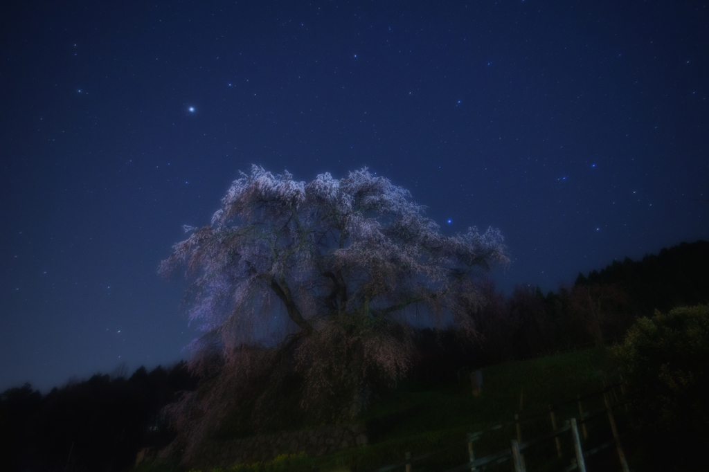 老桜の見る夢は・・・