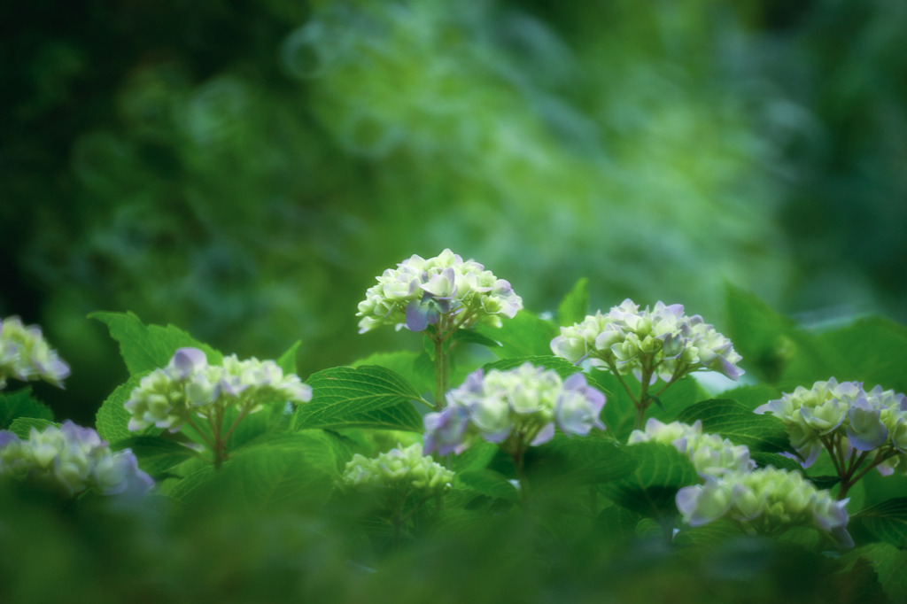 in fairy's forest