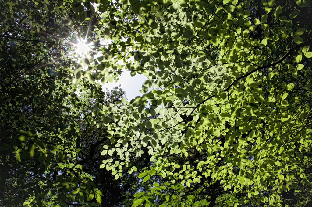 forest ceiling