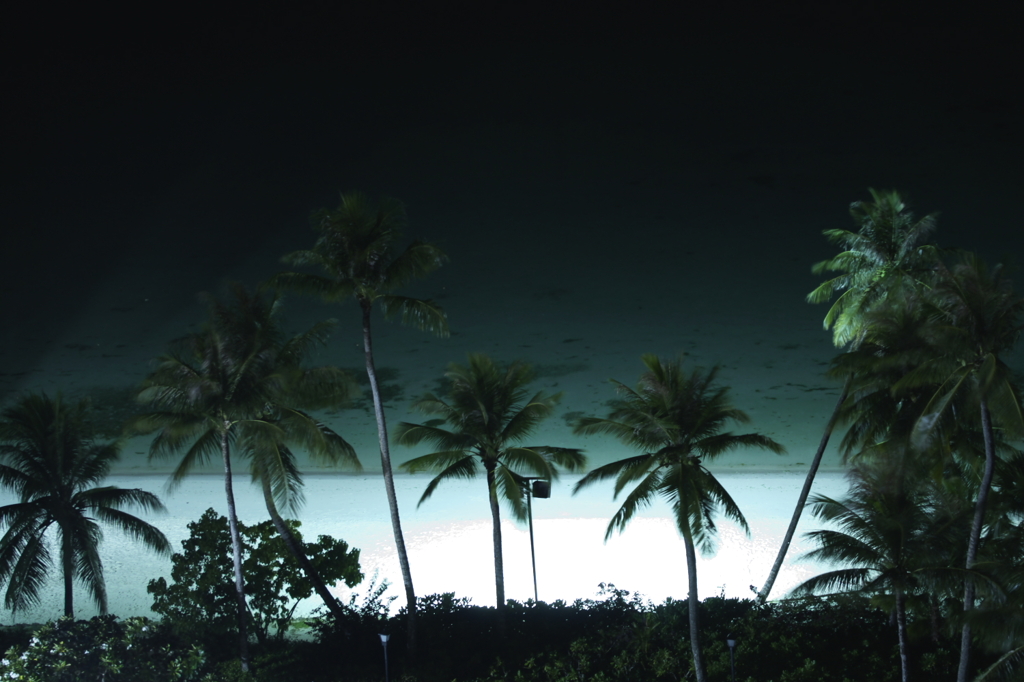 midnight palm trees