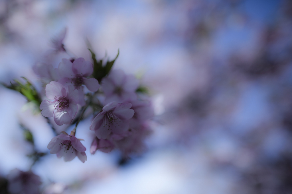 桜に託す想い