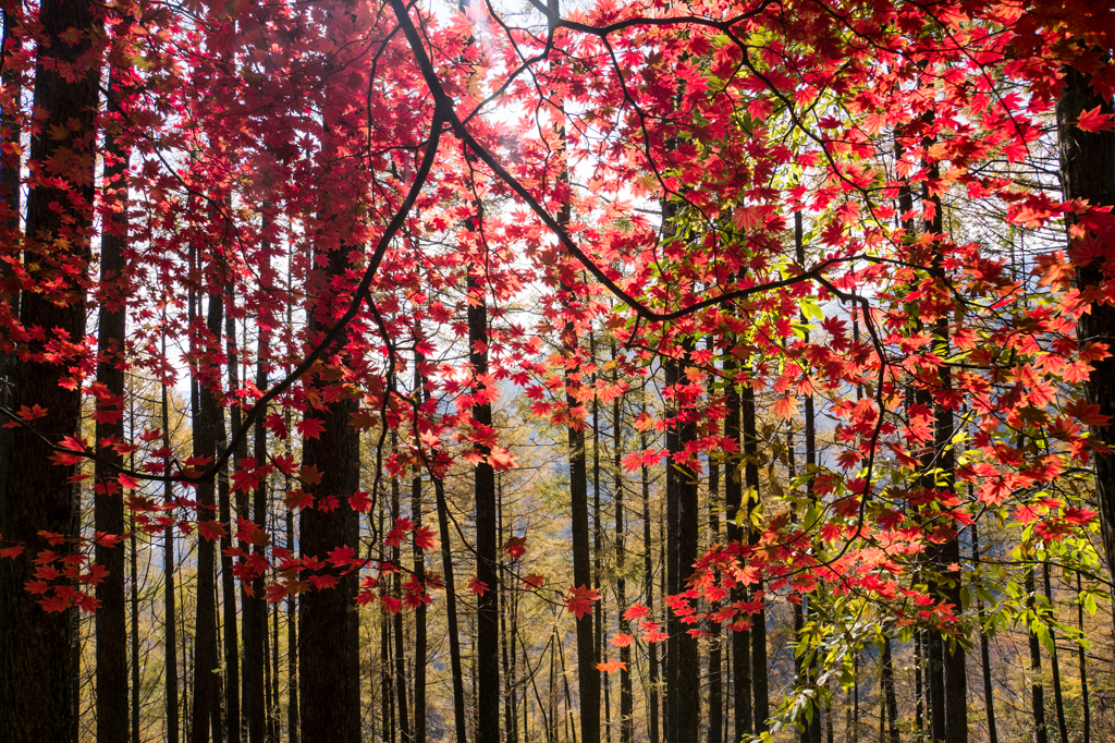 秋色山道