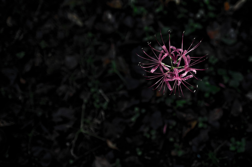 孤高の華