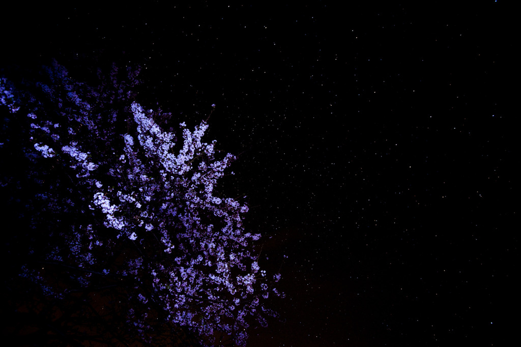 満天の星　満開の桜