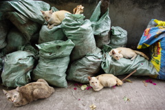 猫４匹