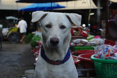 おとなしそうな市場の犬