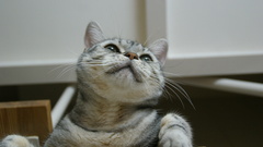 tama