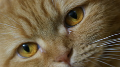 maru