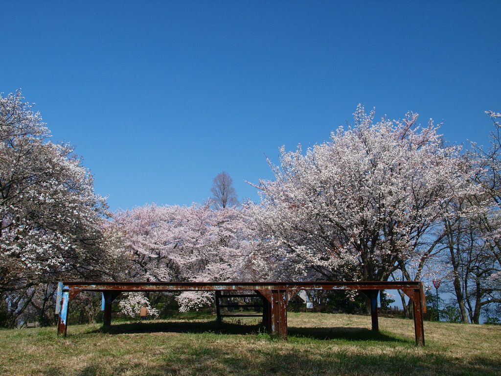 桜宴花